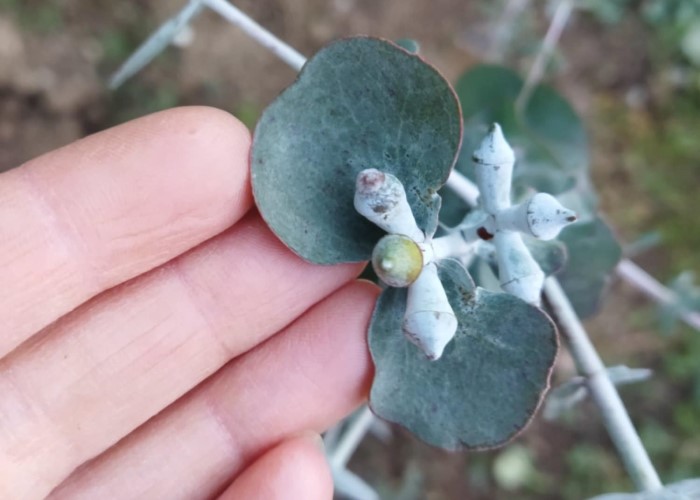 Eucalyptus_chyteny_mrazom